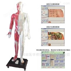 中医针灸穴位发光模型-人体按摩针灸模型