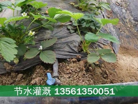 农业灌溉设备 蔬菜灌溉管 辣椒滴灌带
