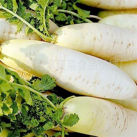 白菜切根机-蔬菜切茎机-元享机械