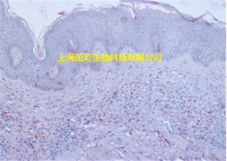 骨组织脱钙（普通、小鼠、大鼠） 上海茁彩检测服务