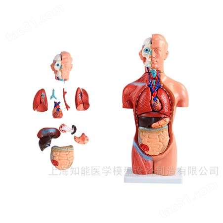 42cm无性人体躯干解剖模型（18件）人体躯干结构模型