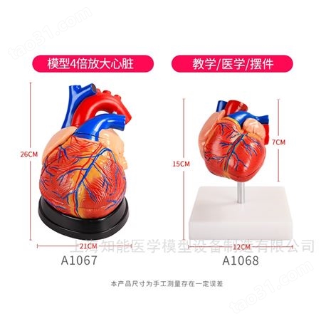 人体心脏解剖模型（4倍放大） 心脏解剖结构模型  人体心脏模型