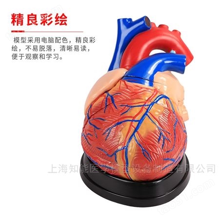 人体心脏解剖模型（4倍放大） 心脏解剖结构模型  人体心脏模型