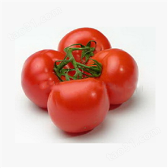 一号番茄种子种苗